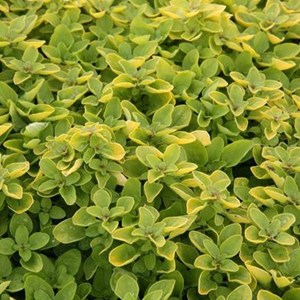 Origan  - origanum vulgare 'thumble's variety'  - godet 9x9 cm