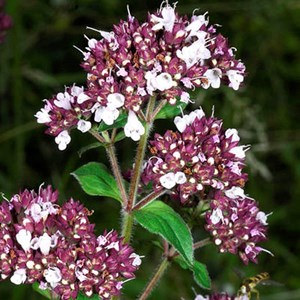 6 x origan commun - origanum vulgare  - godet 9x9 cm