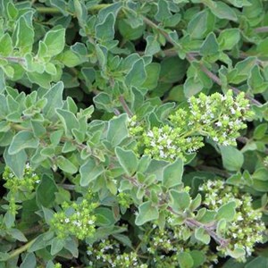 6 x origan commun - origanum vulgare  - godet 9x9 cm