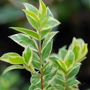 2 x osmanthe à feuilles de houx - osmanthus heterophyllus 'goshiki'