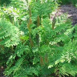 6 x osmonde royale - osmunda regalis  - godet 9x9 cm