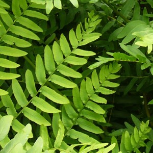 6 x osmonde royale - osmunda regalis  - godet 9x9 cm