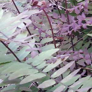 Osmonde royale  - osmunda regalis 'purpurascens'  - godet 9x9 cm