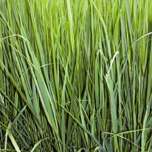 Panic effilé  - panicum 'northwind'  - godet 9x9 cm