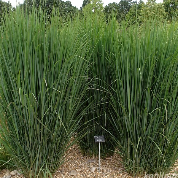 Arborix - 6 x panic effilé - panicum 'northwind' - godet 9x9 cm