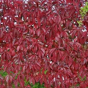 2 x vigne vierge de virginie - parthenocissus quinquefolia 'engelmannii' -