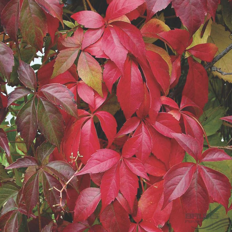 2 x vigne vierge de virginie - parthenocissus quinquefolia 'engelmannii' -