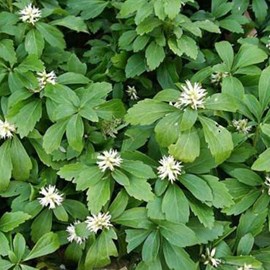 Pachysandra terminalis 'green carpet' - godet 9x9 cm