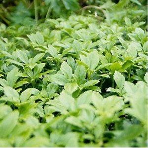 Pachysandra terminalis 'green carpet' - godet 9x9 cm