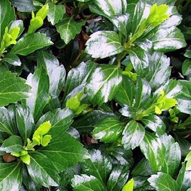 Pachysandra terminalis 'green sheen' - godet 9x9 cm
