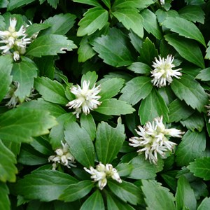 Pachysandra terminalis 'green sheen' - godet 9x9 cm