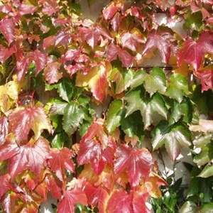 2 x vigne vierge japonaise  - parthenocissus 'veitch boskoop'  - 50-60 cm pot