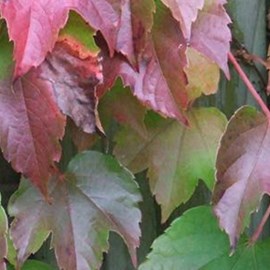 2 x vigne vierge japonaise 'veitchii' - parthenocissus tricuspidata ' veitchii'