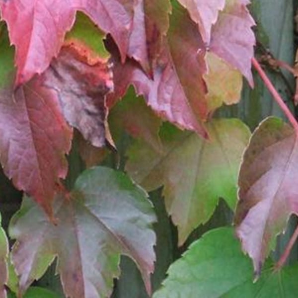 Arborix - 2 x vigne vierge japonaise 'veitchii' - parthenocissus tricuspidata ' veitchii'