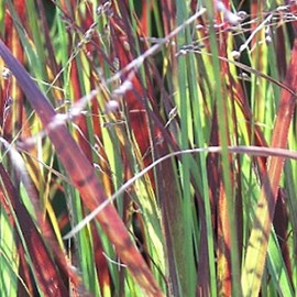 6 x panic effilé 'heiliger hain' - panicum virgatum 'heliger hain' - godet 9x9