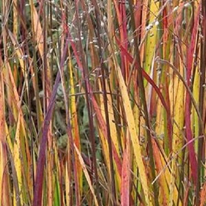 6 x panic effilé 'heiliger hain' - panicum virgatum 'heliger hain' - godet 9x9