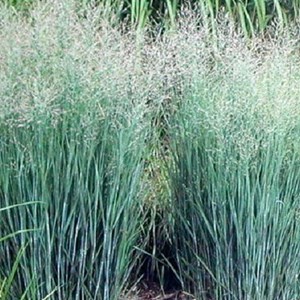 6 x panic effilé 'heavy métal' - panicum virgatum 'heavy metal'  - godet 9x9 cm