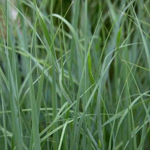 Panic effilé  - panicum virgatum 'prairie sky'  - godet 9x9 cm
