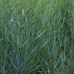 6 x panic effilé  - panicum virgatum 'prairie sky'  - godet 9x9 cm