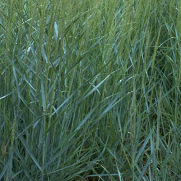 Arborix - 6 x panic effilé - panicum virgatum 'prairie sky' - godet 9x9 cm