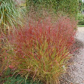 Panic effilé  - panicum virgatum 'rehbraun'  - godet 9x9 cm