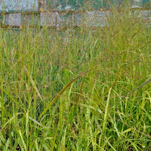Panic effilé  - panicum virgatum 'rehbraun'  - godet 9x9 cm