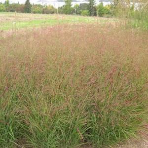 Panic effilé  - panicum virgatum 'rotstrahlbusch'  - godet 9x9 cm
