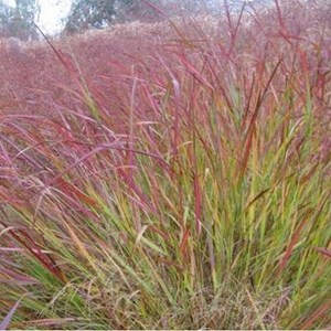 Panic effilé  - panicum virgatum 'squaw'  - godet 9x9 cm
