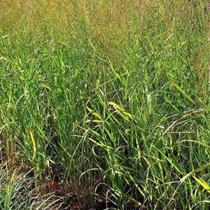 Panic effilé  - panicum virgatum 'strictum'  - godet 9x9 cm