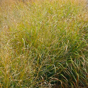 6 x panic effilé  - panicum virgatum 'strictum'  - godet 9x9 cm