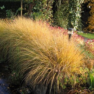 Panic effilé  - panicum virgatum 'warrior'  - godet 9x9 cm