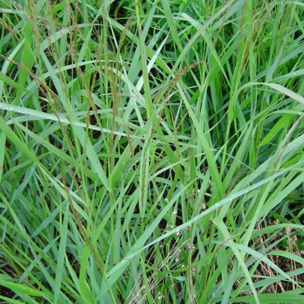 Arborix - 6 x panic effilé - panicum virgatum 'warrior' - godet 9x9 cm