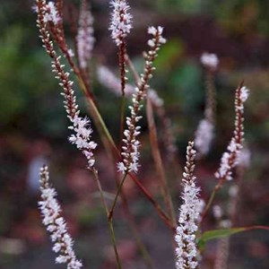 Persicaire, renouée  - persicaria amplexicaulis 'alba'  - godet 9x9 cm