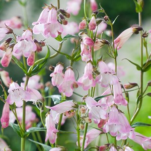 Galane  - penstemon 'apple blossom'  - godet 9x9 cm