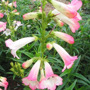 6 x galane  - penstemon 'apple blossom'  - godet 9x9 cm