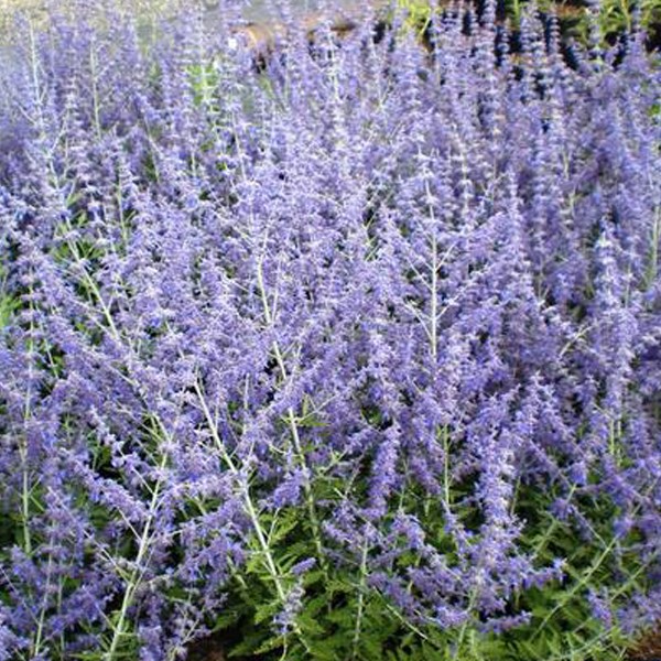 Arborix - Sauge d'afghanistan  - perovskia 'blue spire'  - 50-60 cm pot