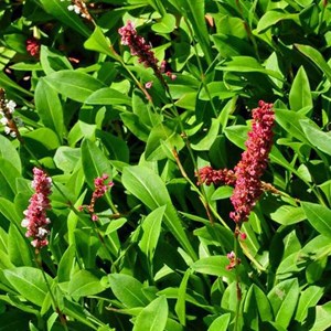 Persicaire, renouée  - persicaria affinis 'darjeeling red'  - godet 9x9 cm