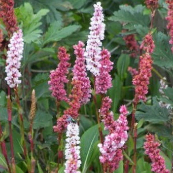 6 x persicaire, renouée - persicaria affinis 'darjeeling red' - godet 9x9 cm
