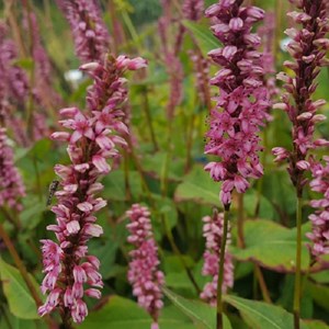 Persicaire, renouée - persicaria amplexicaulis 'early pink lady' - godet 9x9 cm