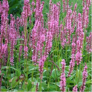 6 x persicaire, renouée - persicaria amplexicaulis 'early pink lady' - godet