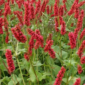 Persicaire, renouée  - persicaria amplexicaulis 'fats domino'  - godet 9x9 cm