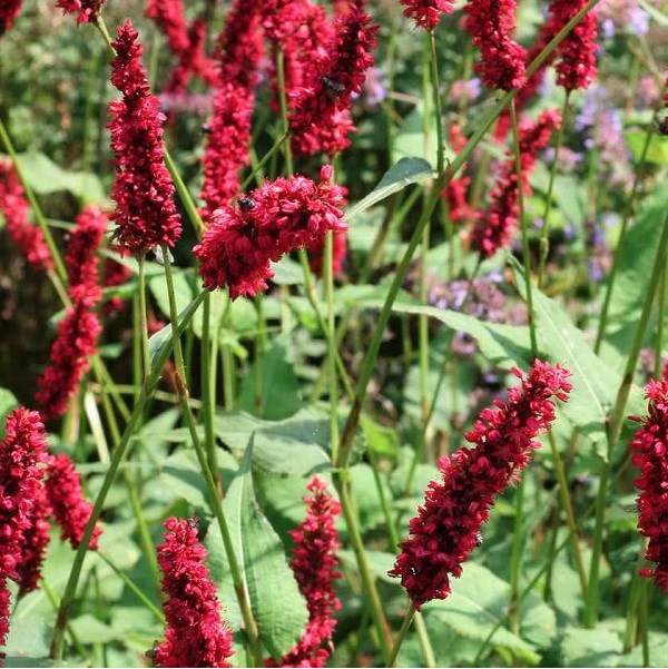 Persicaire, renouée - persicaria amplexicaulis 'fats domino' - godet 9x9 cm