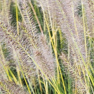 Herbe aux écouvillons  - pennisetum alopecuroides 'gelbstiel'  - godet 9x9 cm