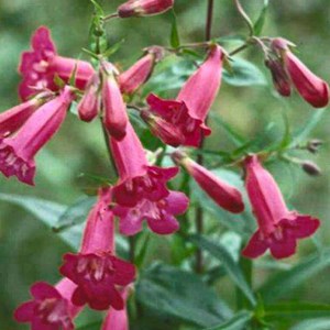 Galane  - penstemon 'andenken an friedrich hahn'  - godet 9x9 cm