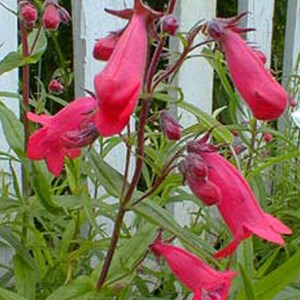 6 x galane  - penstemon 'andenken an friedrich hahn'  - godet 9x9 cm
