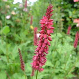 Persicaire, renouée  - persicaria amplexicaulis 'inverleith'  - godet 9x9 cm