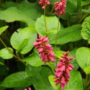 Persicaire, renouée  - persicaria amplexicaulis 'inverleith'  - godet 9x9 cm