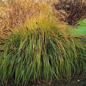 Herbe aux écouvillons  - pennisetum alopecuroides 'japonicum'  - godet 9x9 cm