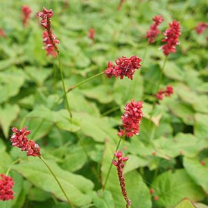 Persicaire, renouée  - persicaria amplexicaulis 'js caliente'  - godet 9x9 cm