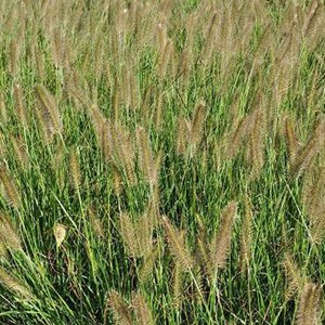 6 x herbe aux écouvillons - pennisetum alopecuroides  - godet 9x9 cm
